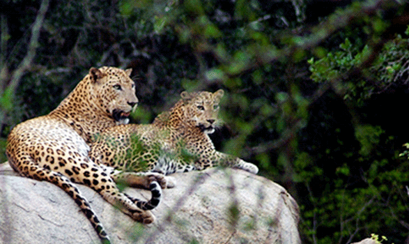 Yala national park